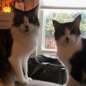 Meet your Posher, Posh